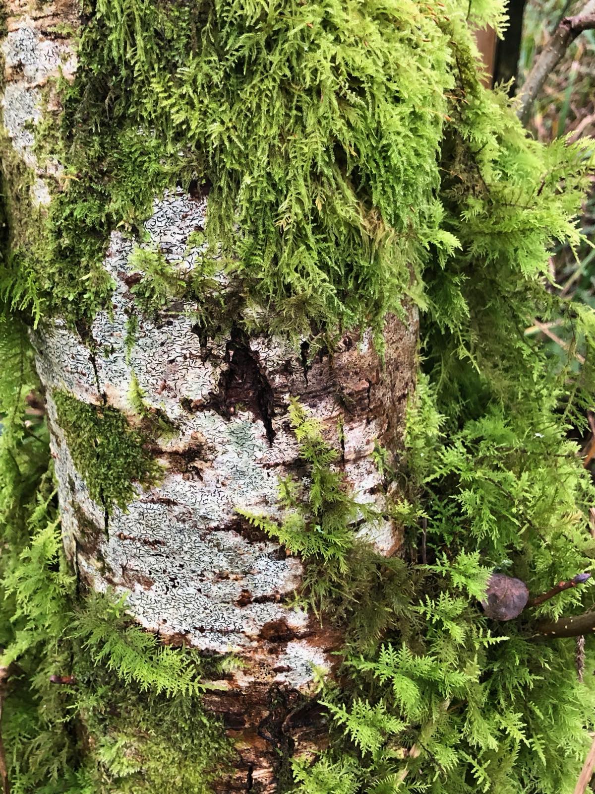 Wheelchair-accessible path through the woodland