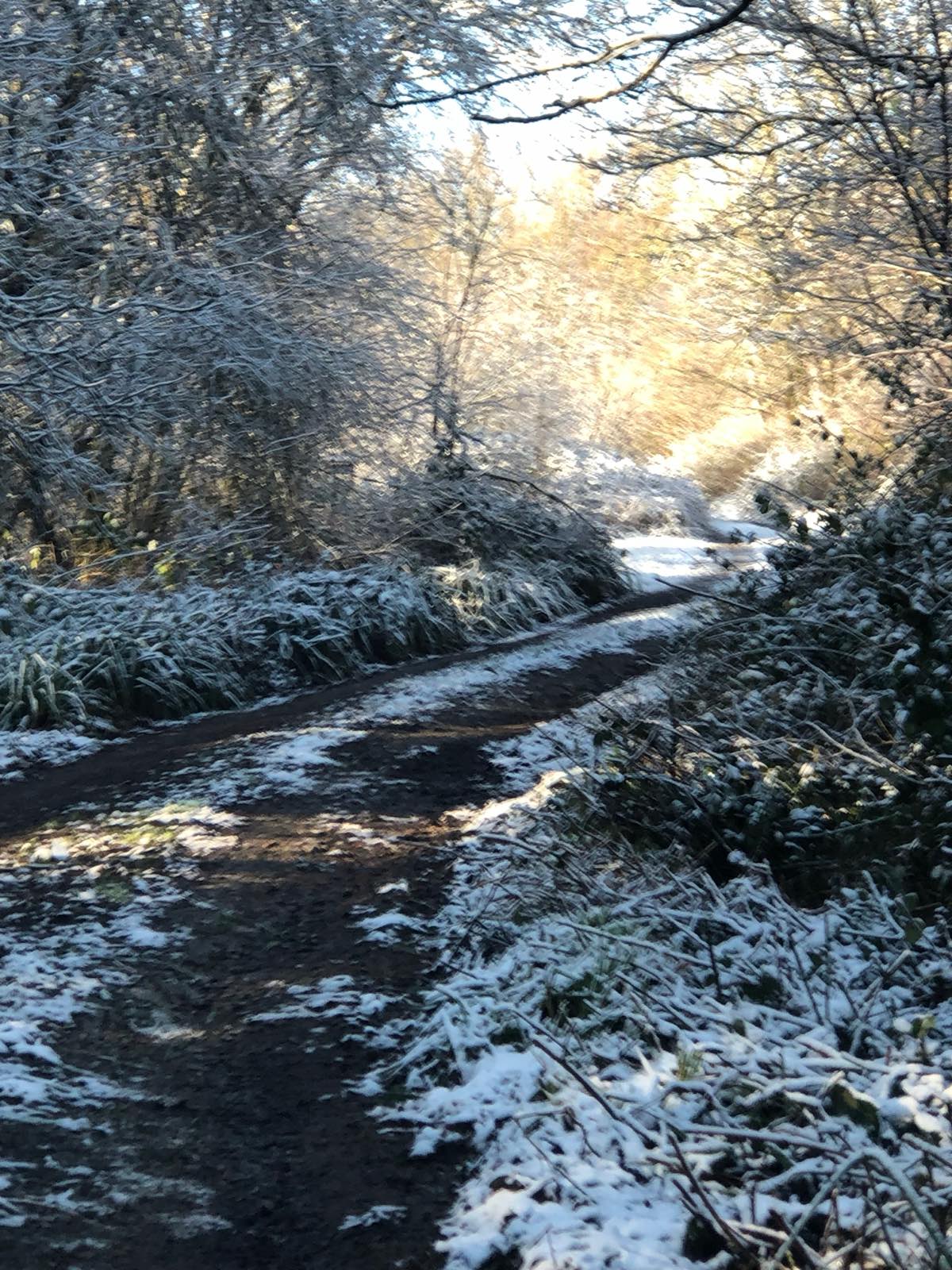 Sunlight through trees in Olga’s Wood
